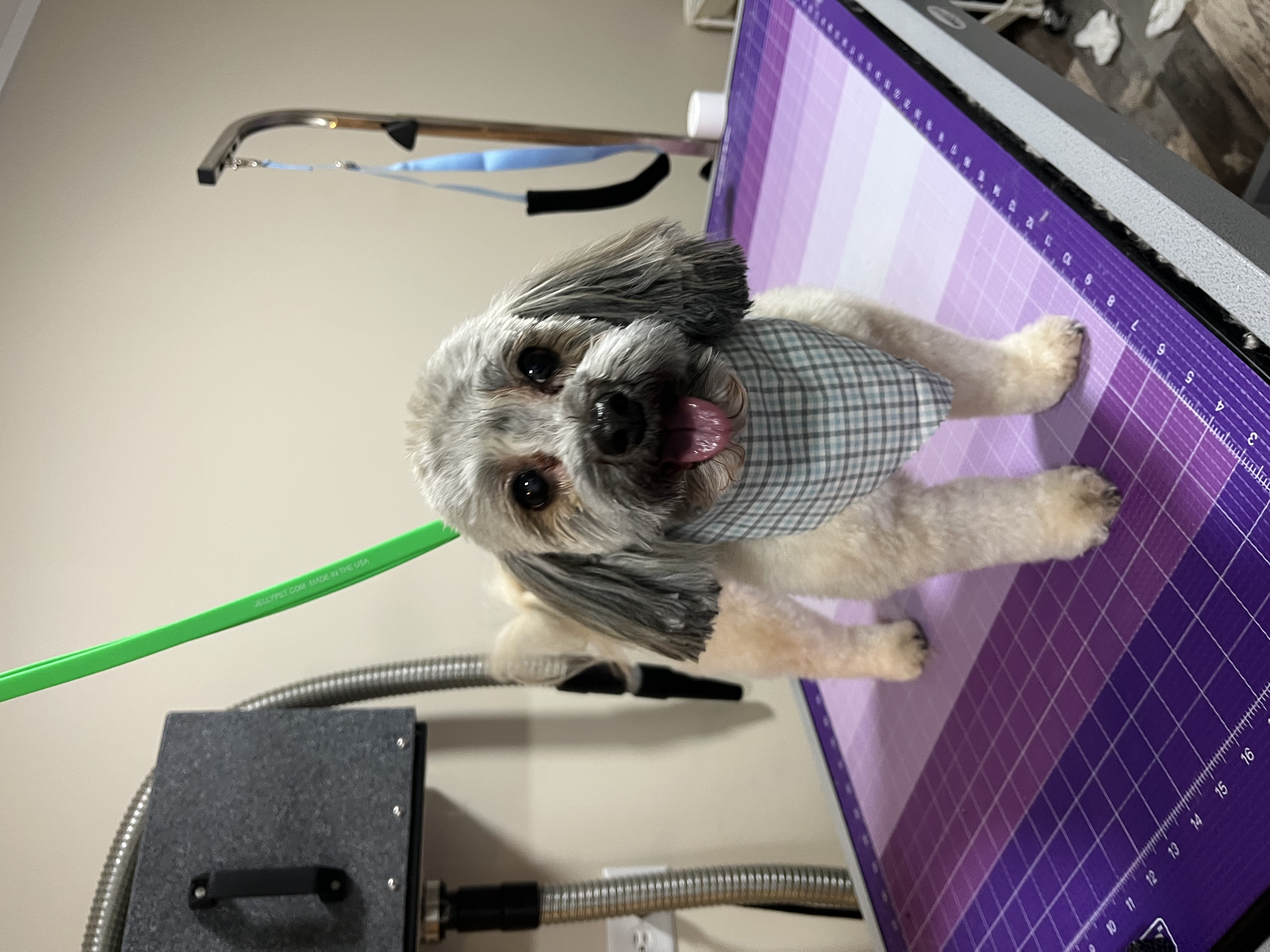 Havanese