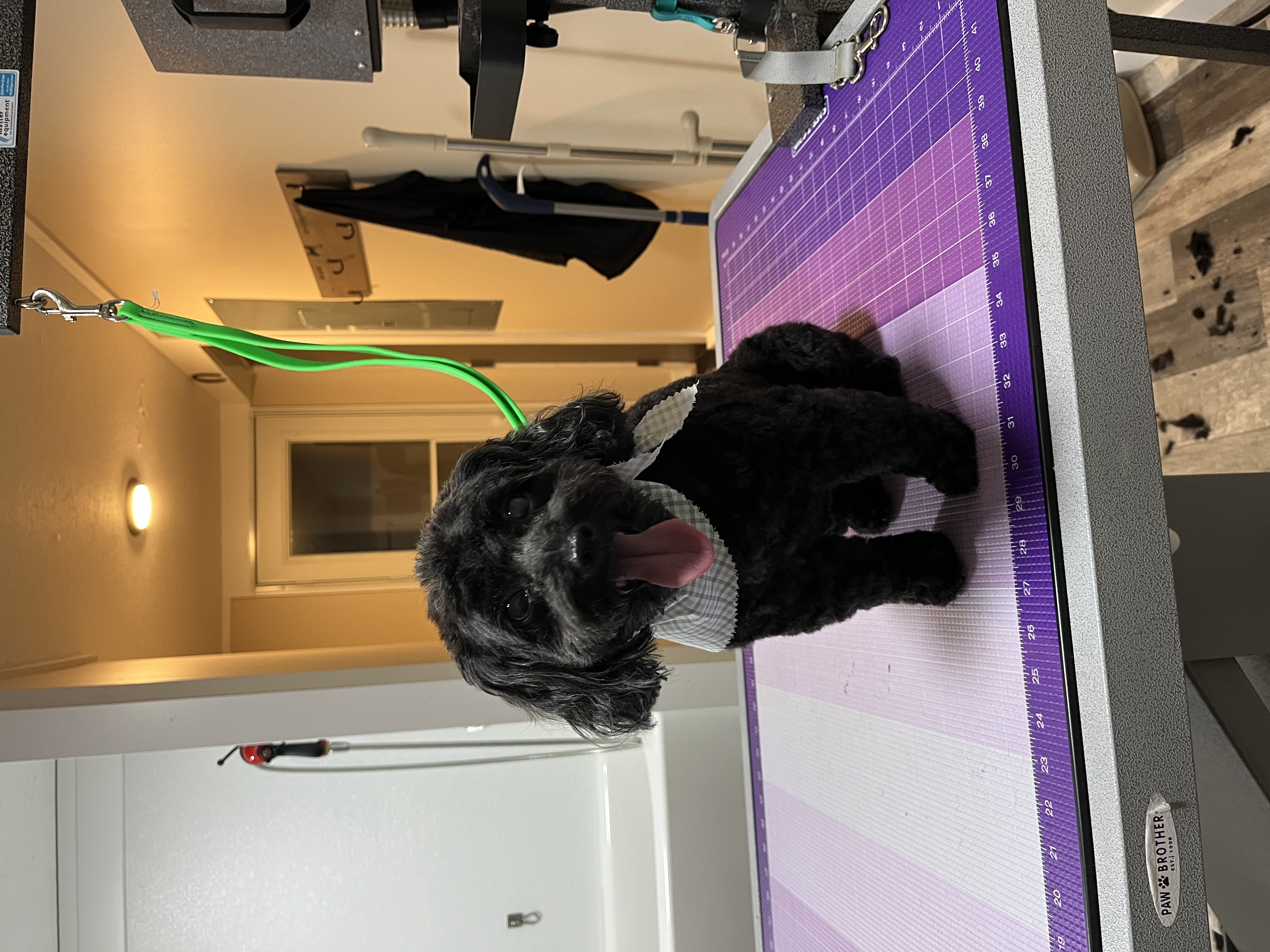 Yorkie Poo