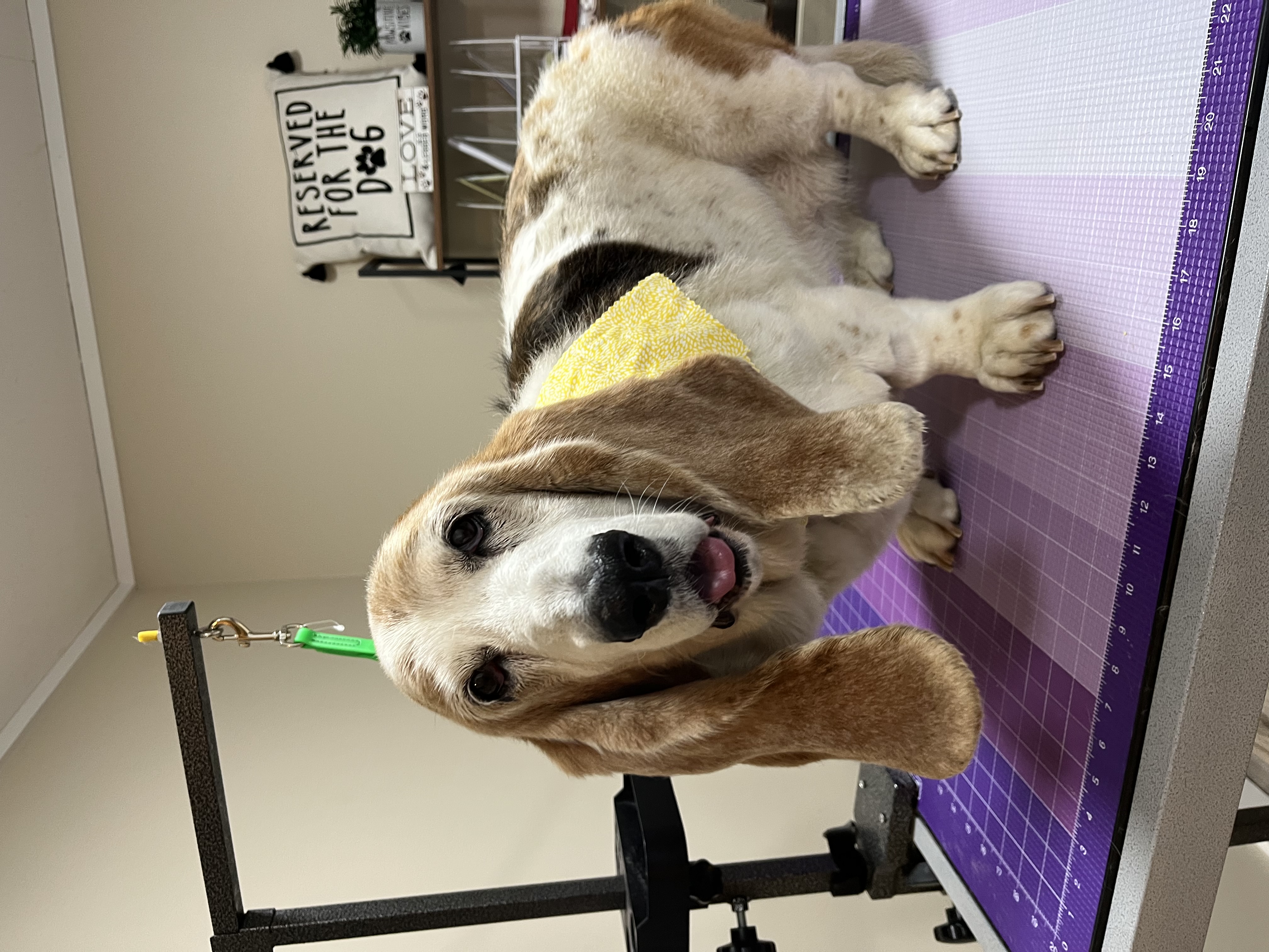 Basset Hound