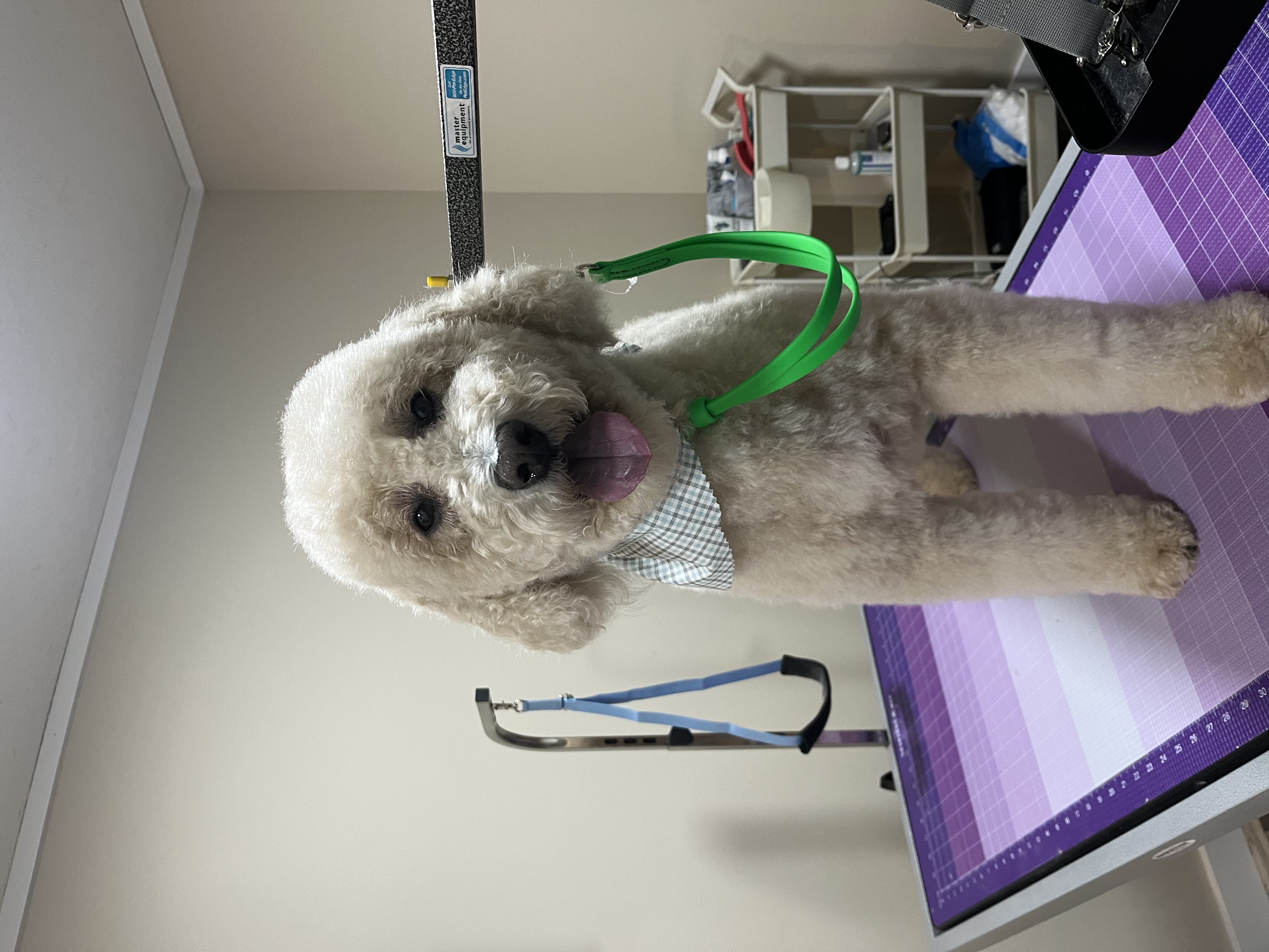 Goldendoodle