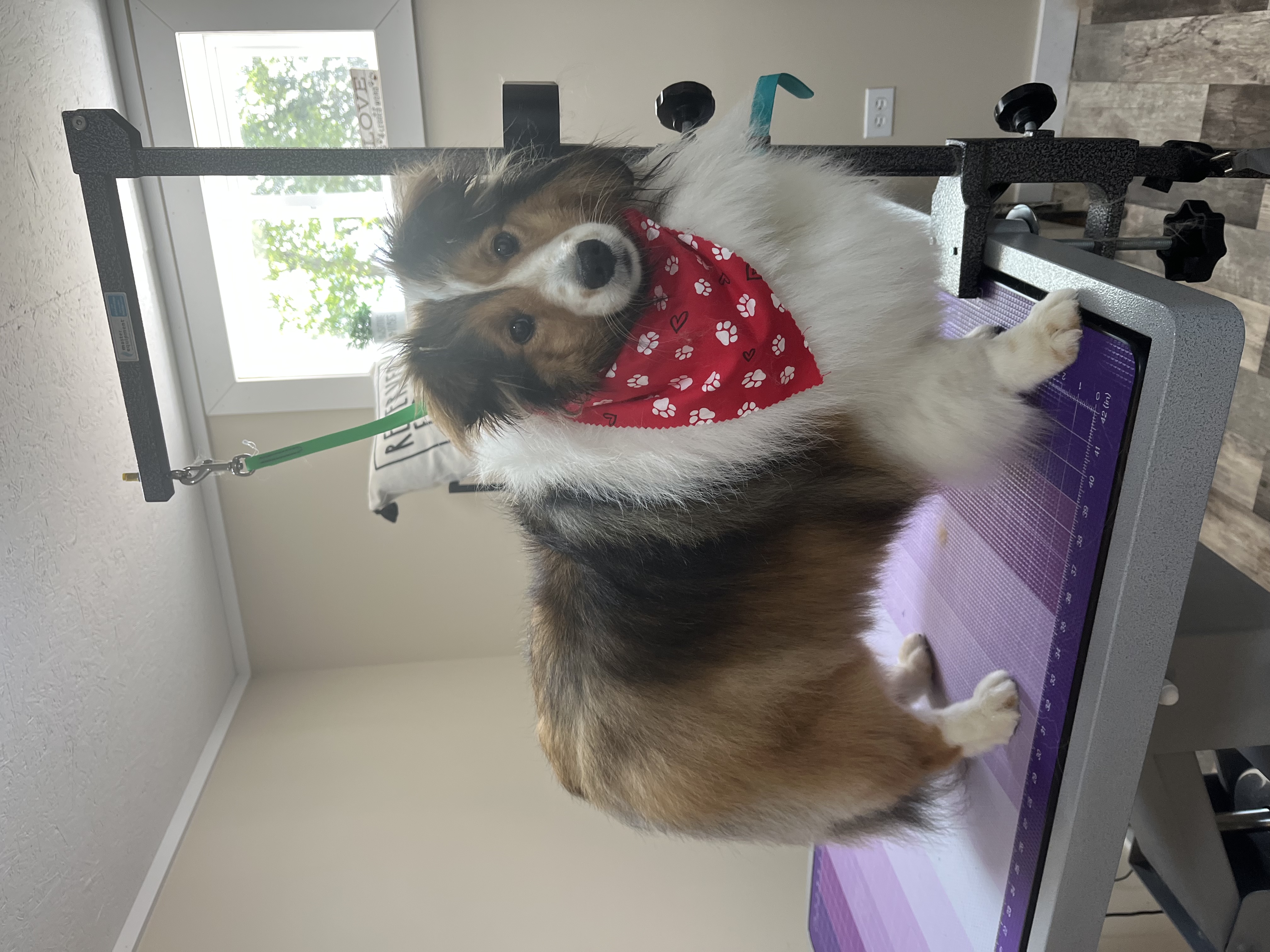 Shetland Sheepdog