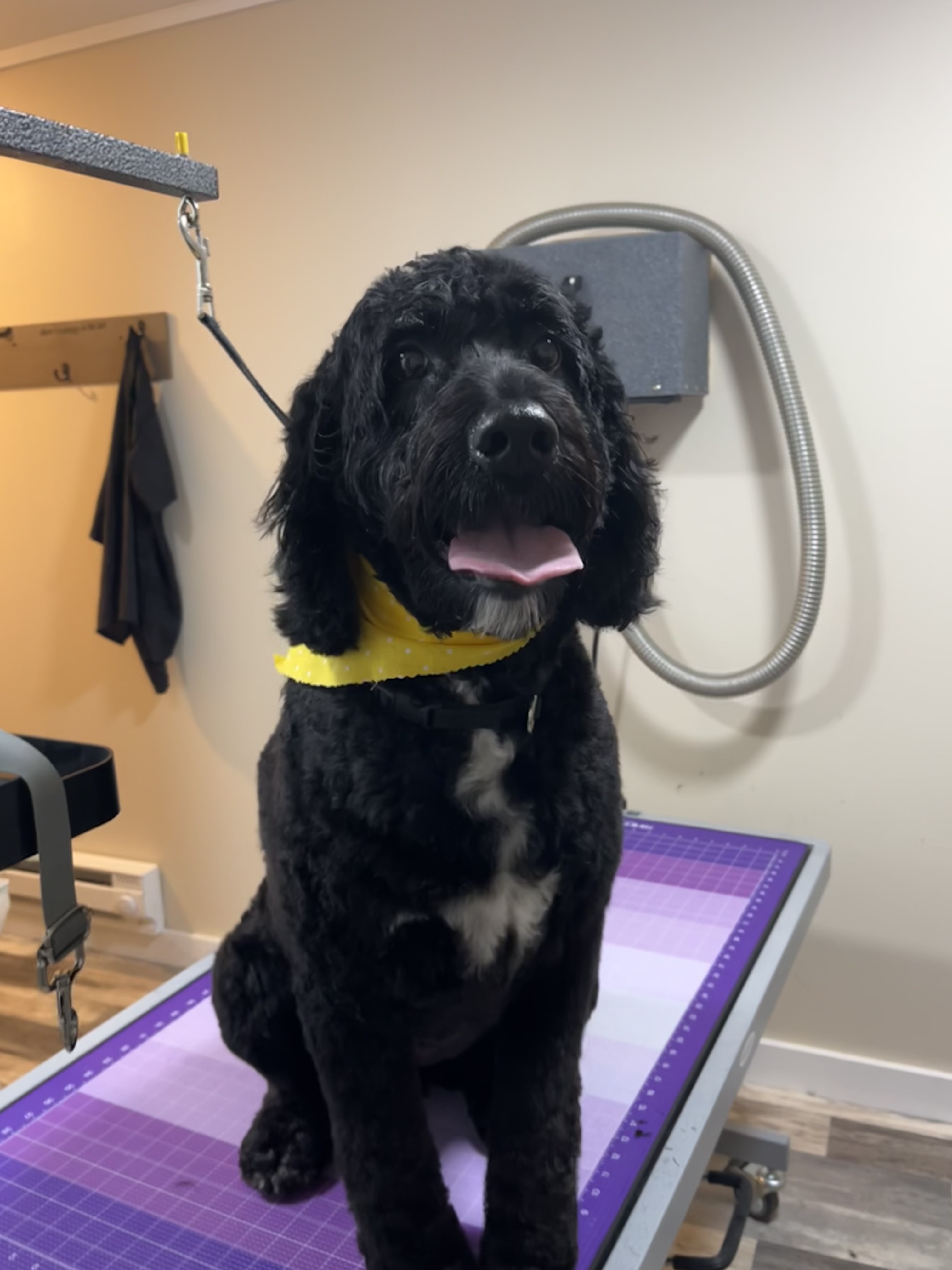Springerdoodle