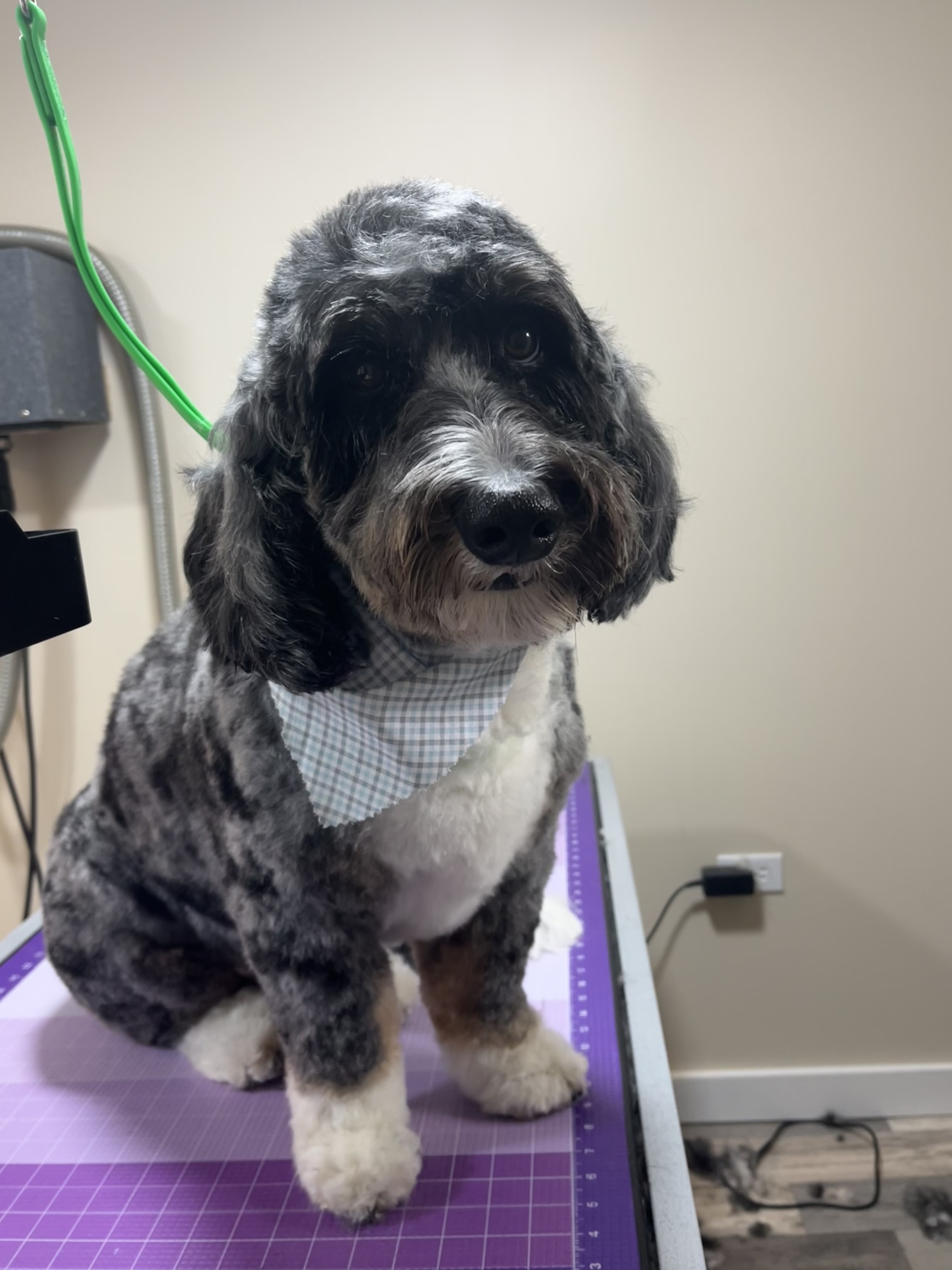 Bernedoodle